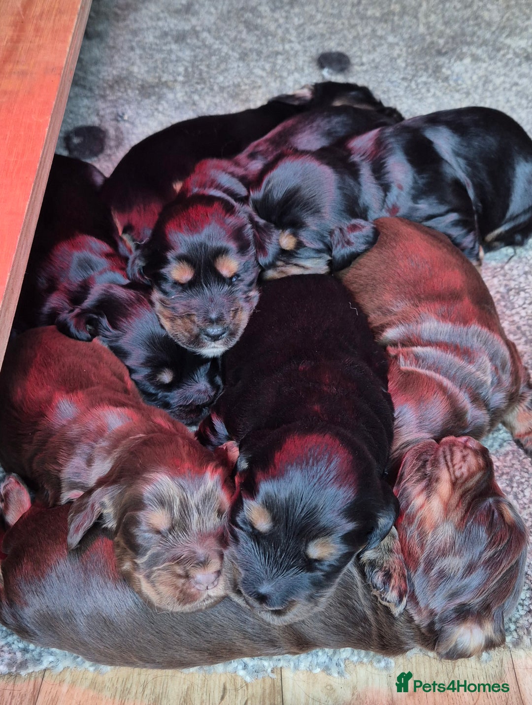 Cocker Spaniel dogs for sale: Kc show cocker spaniel puppies - Image 17