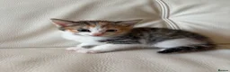 Mixed Breed cats for sale: 4 beautiful kittens  - Advert 13