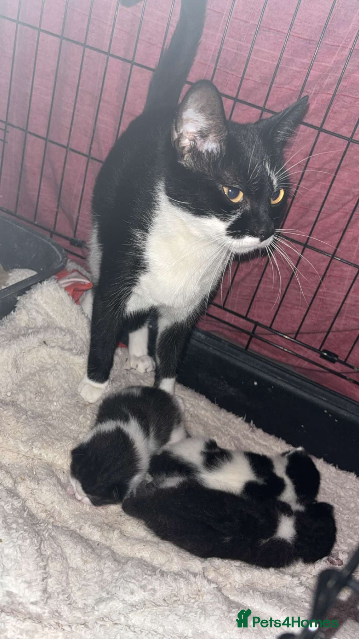 Mixed Breed cats Kittens for sale - Advert 1