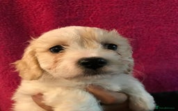 Cavachon dogs for sale: Beautiful cavachon pups - Image 4