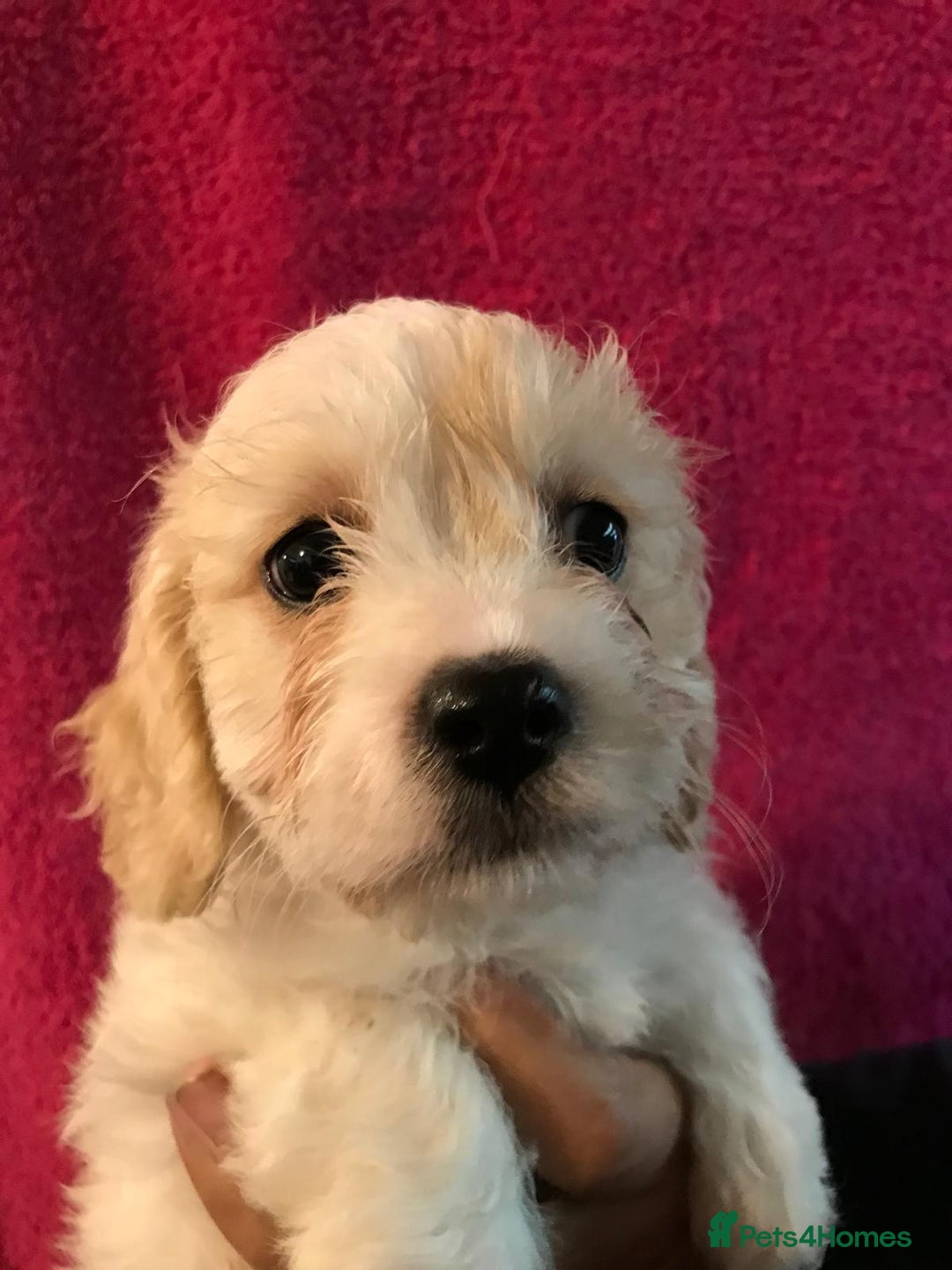 Cavachon dogs for sale: Beautiful cavachon pups - Image 4
