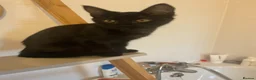 Maine Coon cats for sale: Maine coon cross kittens  - Advert 8