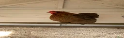 Chickens poultry for sale: Pekin Hatching Eggs for Sale in Mayfield - Advert 4