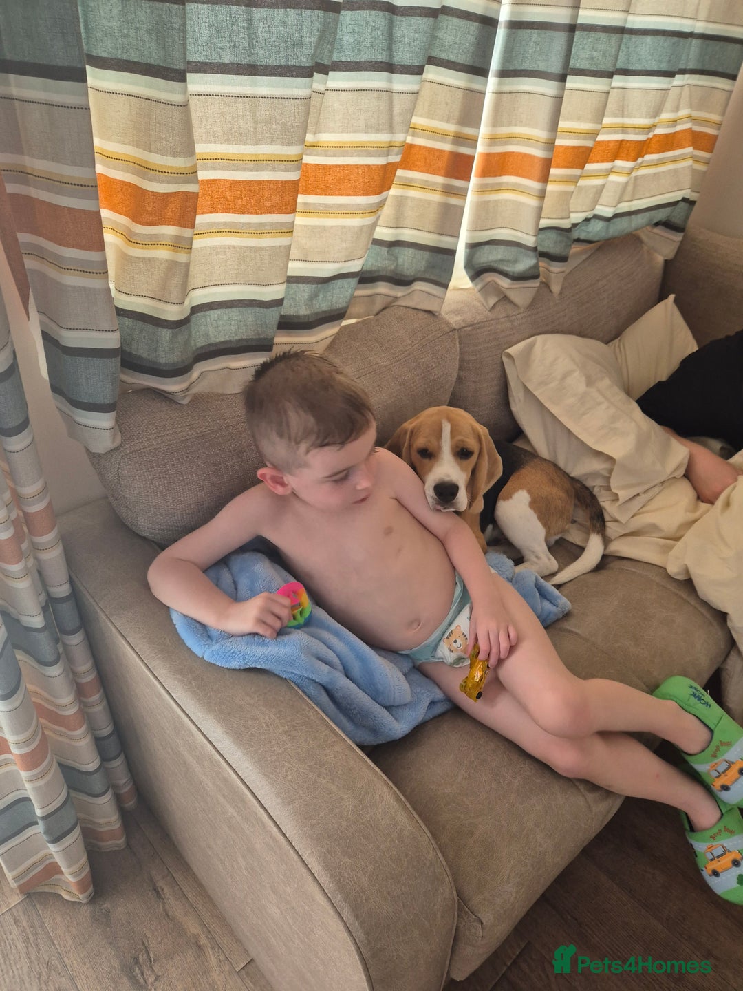 Beagle dogs for sale: Looking for a new loving family 10 mouths beagle  - Advert 9