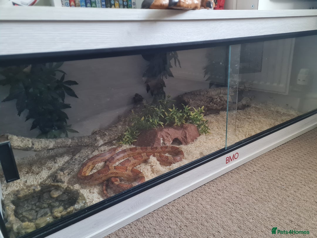 Corn Snake reptiles for sale: Corn Snake For Sale - Image 7