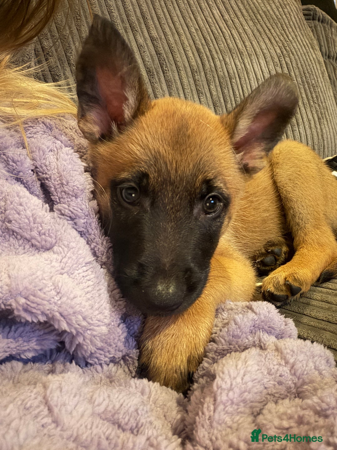 Belgian Shepherd Dog dogs for sale: Belgian Malinois pup - Advert 3