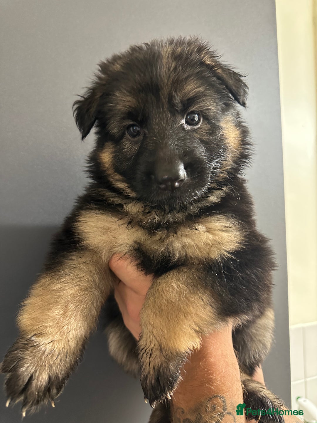 German Shepherd dogs for sale: German shepherd  - Image 14