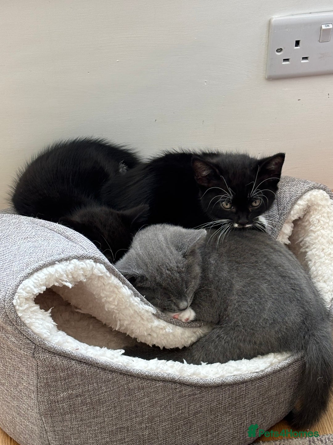 Mixed Breed cats for sale: Mix bread  - Image 10
