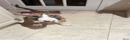 English Bull Terrier dogs for sale: English Bull Terrier male puppy  - Advert 4