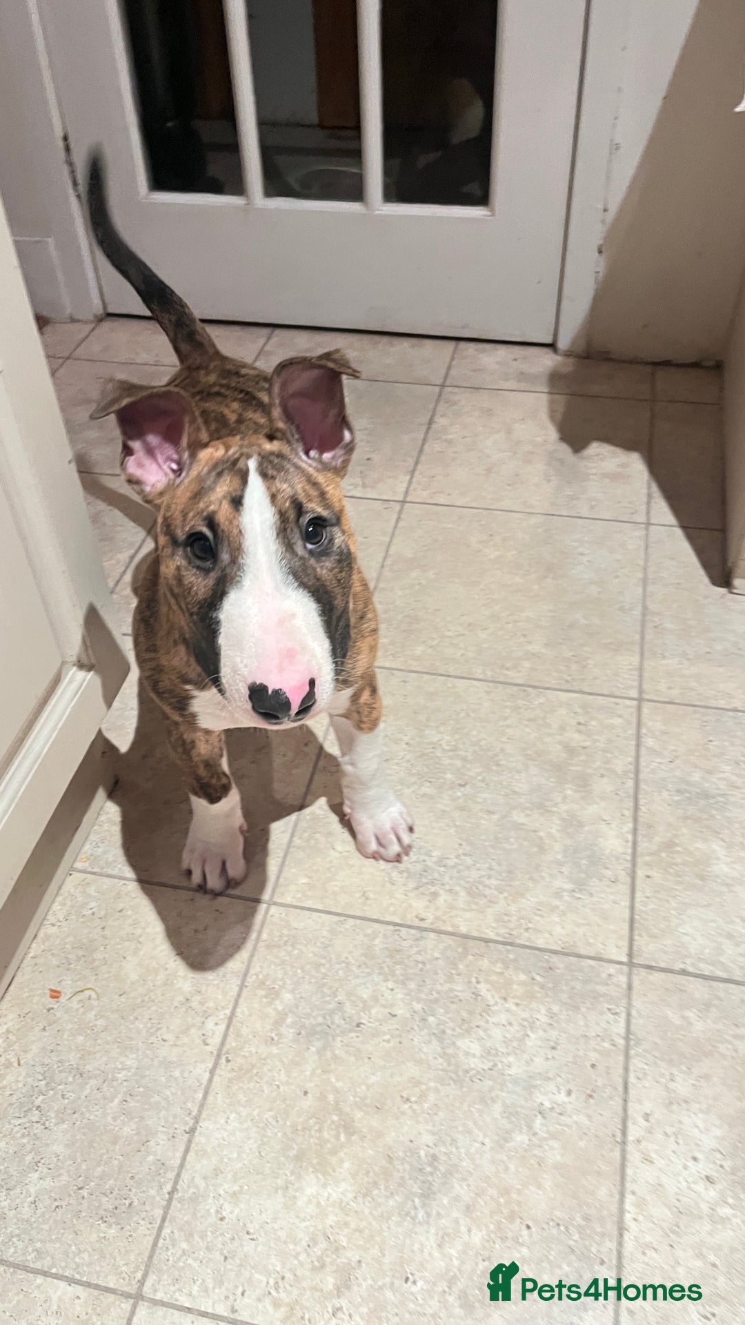 English Bull Terrier dogs for sale: English Bull Terrier male puppy  - Advert 4