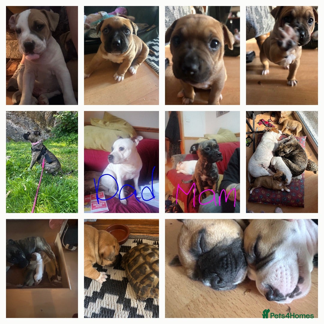 Mixed Breed dogs 3 chunky staffy crosses  - Advert 21