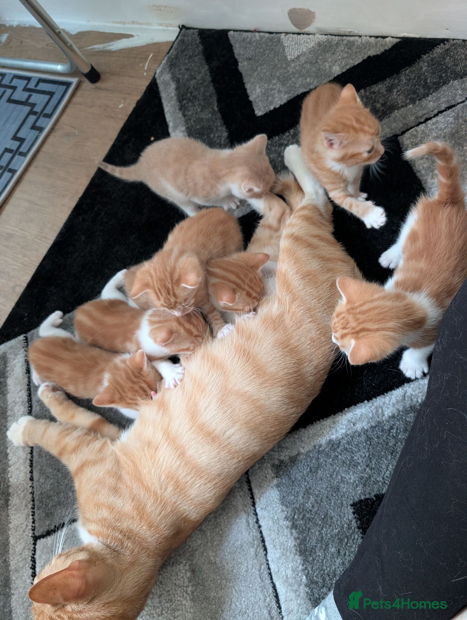 Mixed Breed cats Beautiful ginger kittens looking for loving homes  - Advert 1