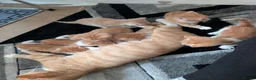Mixed Breed cats for sale: Beautiful ginger kittens looking for loving homes  - Advert 1