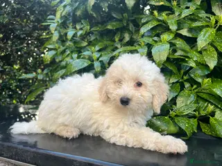 Bordoodle dogs F1b Bordoodle, extensive genetic test clear - Advert 14