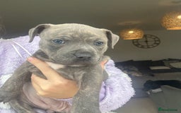 Staffordshire Bull Terrier dogs for sale: 🐾 Beautiful Staffordshire Puppies for Sale 🐾 - Image 3