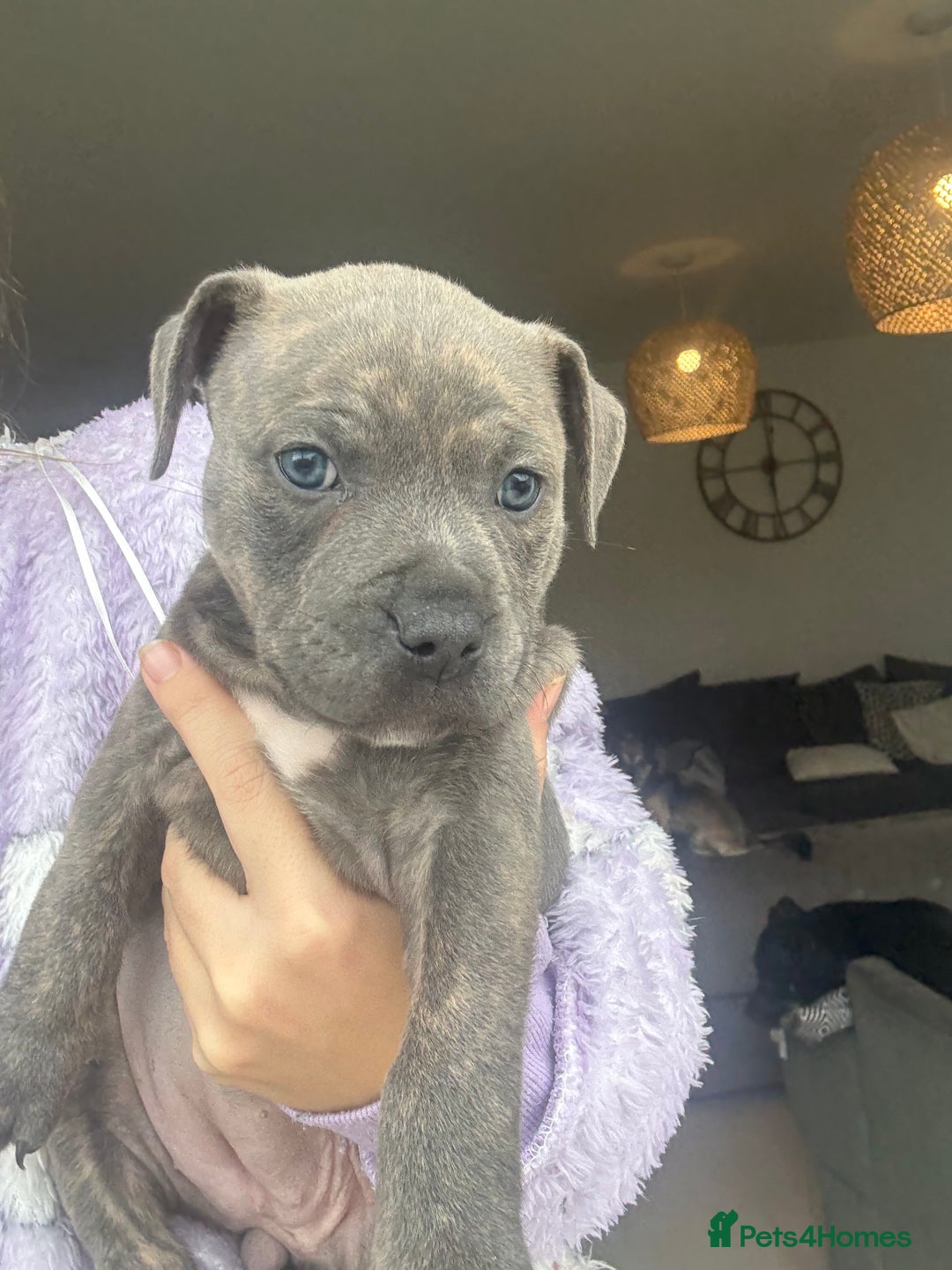 Staffordshire Bull Terrier dogs for sale: 🐾 Beautiful Staffordshire Puppies for Sale 🐾 - Image 3
