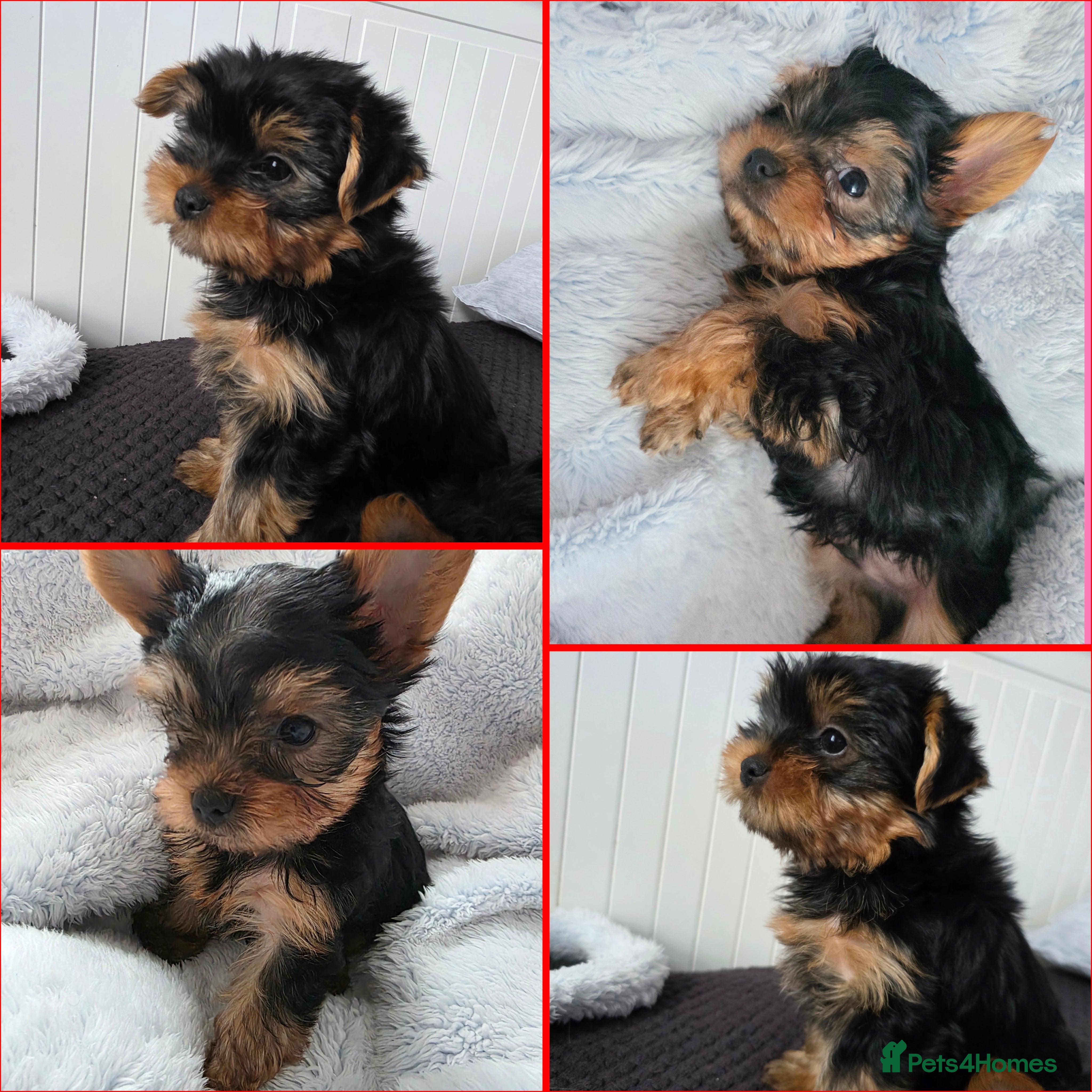 Yorkshire Terrier dogs Yorkshire terrier🐶KC.reg 5 gen.Pedigree 🏆💕 - Advert 4