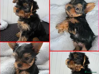 Yorkshire Terrier dogs Yorkshire terrier🐶KC.reg 5 gen.Pedigree 🏆💕 - Advert 4