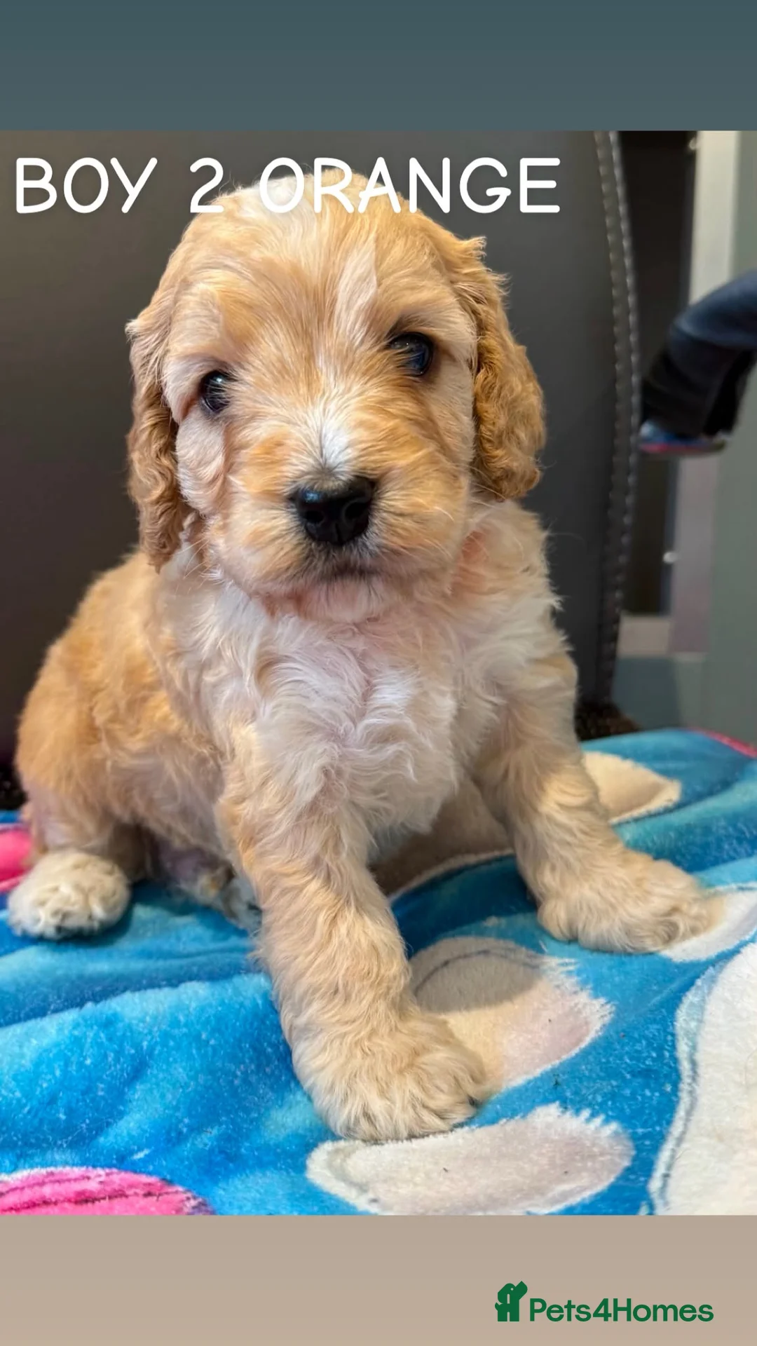Cockapoo dogs for sale: STUNNING F1 COCKAPOOS  - Advert 2