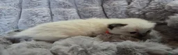 Ragdoll cats for sale: 4 Beautiful Ragdoll kittens, 2 Seal, 2 Lilac - Advert 8