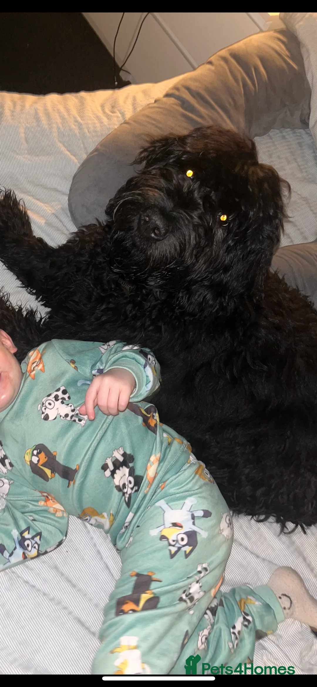 Goldendoodle dogs for sale: 6 Month Golden-doodle  - Advert 3