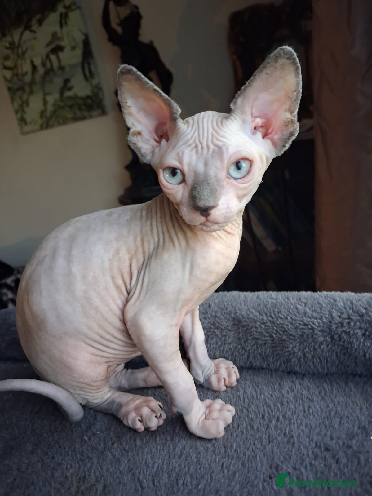 Sphynx cats Sphynx kittens - Advert 17