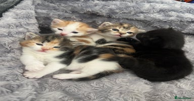 Mixed Breed cats - Advert 4