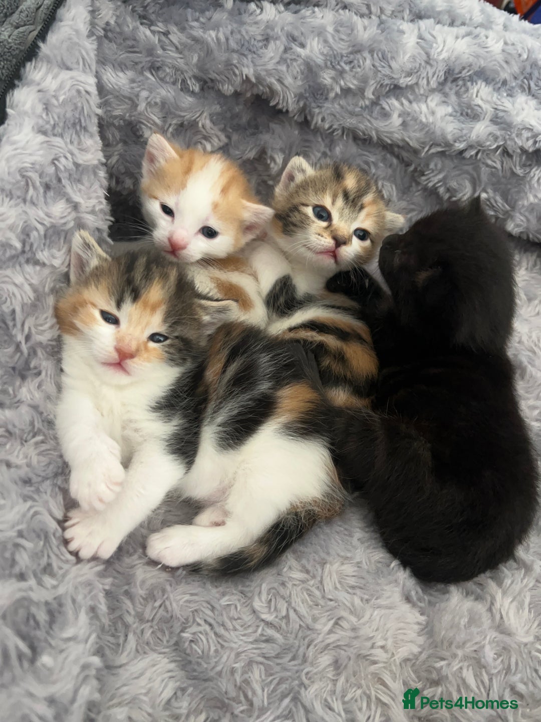 Mixed Breed cats for sale: 3 mixed breed kittens available - Image 1