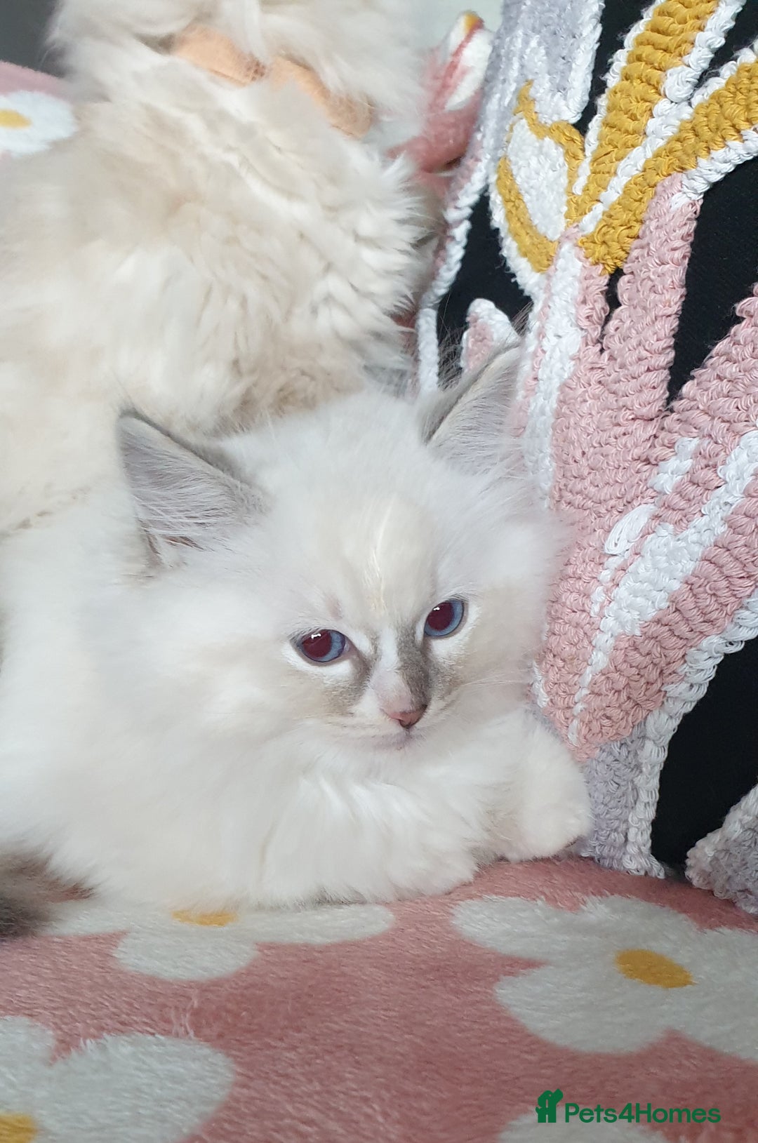 Ragdoll cats for sale: Absolutely Stunning GCCF Registered Kittens. - Advert 22