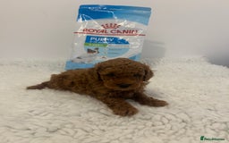 Toy Poodle dogs for sale: Kc registered,  fox red (Tiny) Toy poodles  - Image 13
