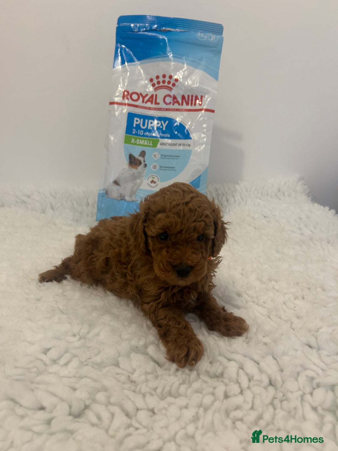 Toy Poodle dogs for sale: Kc registered,  fox red (Tiny) Toy poodles  - Image 13