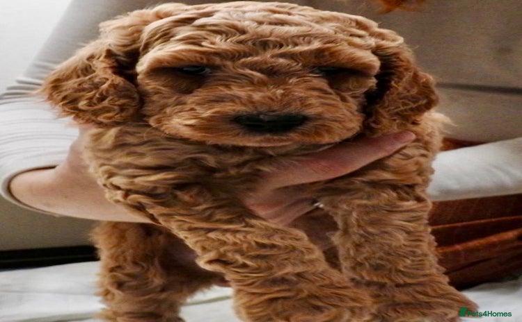 Mixed Breed dogs Irish doodle x Poodle Pointer puppies. Stunning!!! - Advert 1