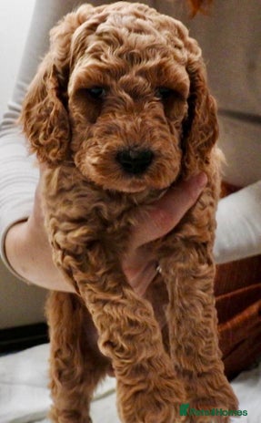 Mixed Breed dogs Irish doodle x Poodle Pointer puppies. Stunning!!! - Advert 11