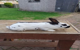 English Spot rabbits for sale: Baby English rabbits for sale - Image 5