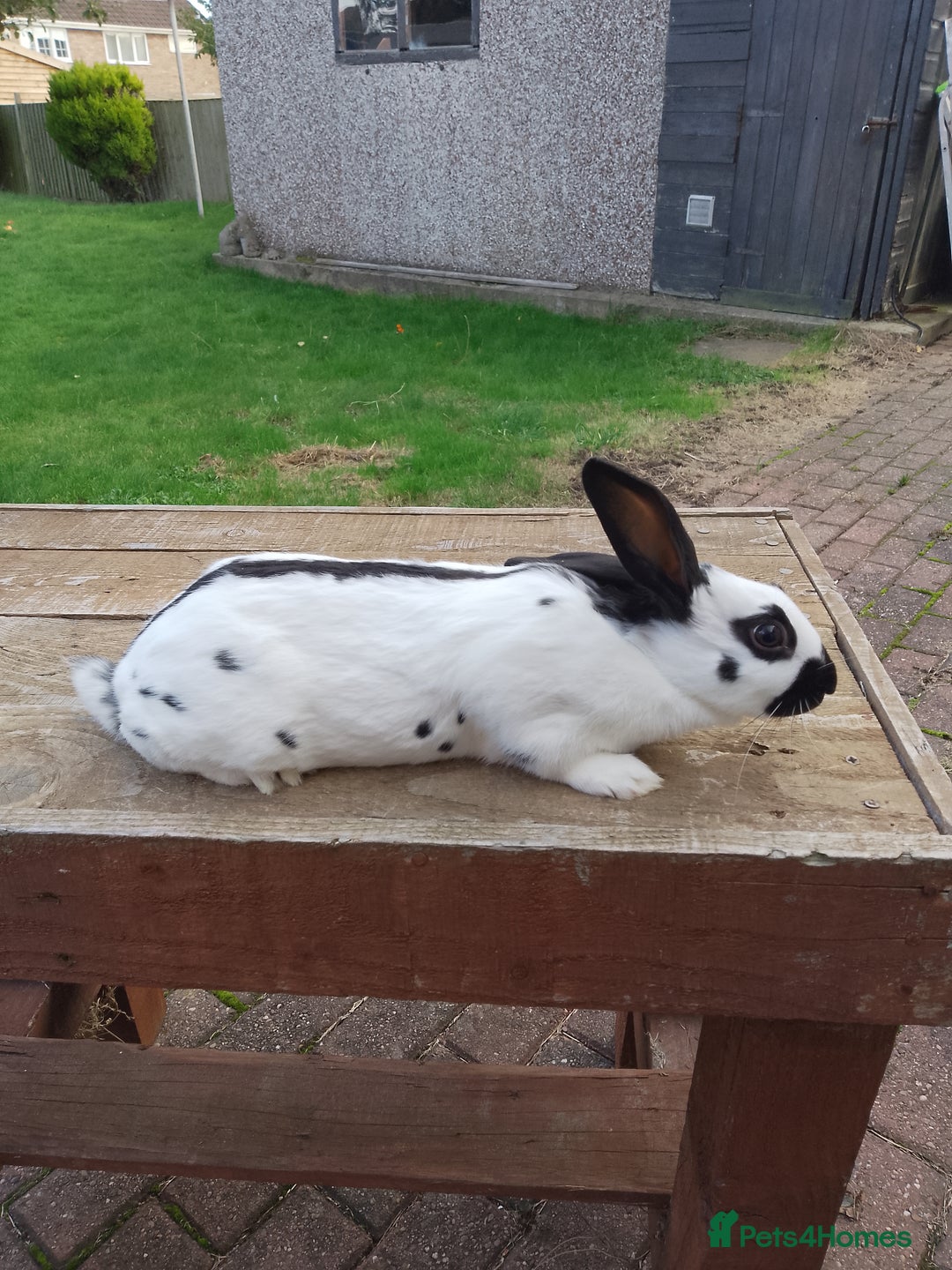 English Spot rabbits for sale: Baby English rabbits for sale - Image 5