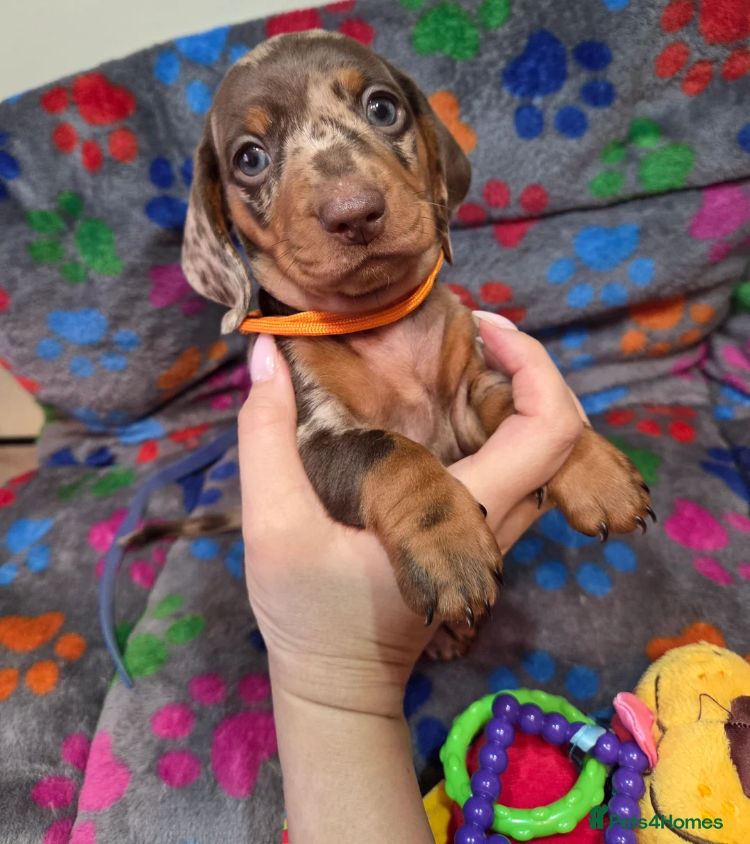 Miniature Dachshund dogs for sale: Kc Miniature Dachshunds  puppies  - Advert 1