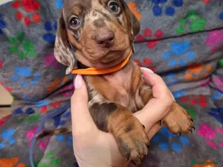 Miniature Dachshund dogs Kc Miniature Dachshunds puppies - Advert 1