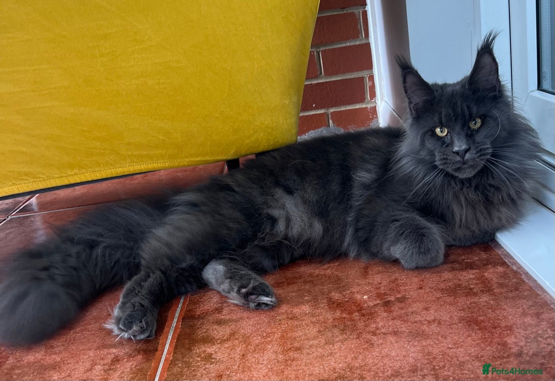 Maine Coon cats for stud: Stud service  - Advert 5