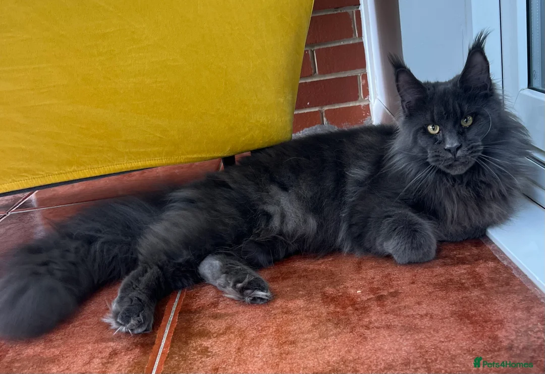 Maine Coon cats for stud: Stud service  - Advert 5