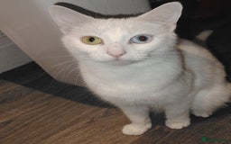 Mixed Breed cats for sale: 3 kittens for sale  - Image 8