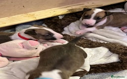 English Bull Terrier dogs for sale: English bull terriers  - Image 4