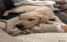Labrador Retriever dogs for sale: 16 week old Labrador puppy - Image 2