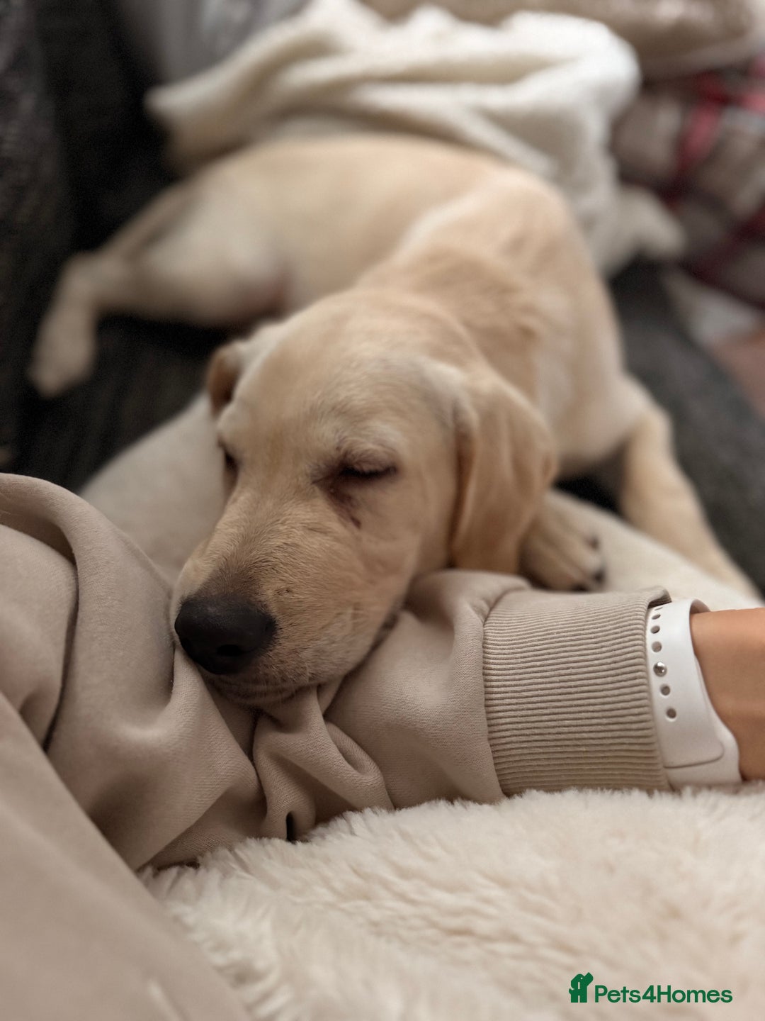 Labrador Retriever dogs for sale: 16 week old Labrador puppy - Image 2