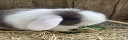 Mini Lop rabbits for sale: Beautiful mini lop babies  - Advert 6