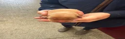 Labrador Retriever dogs for sale: Working Fox Red Labrador Puppies - Advert 12