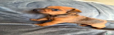 Patterjack Puppy 1