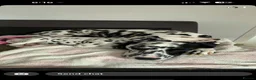 Dalmatian dogs for sale: Alaska - Advert 8