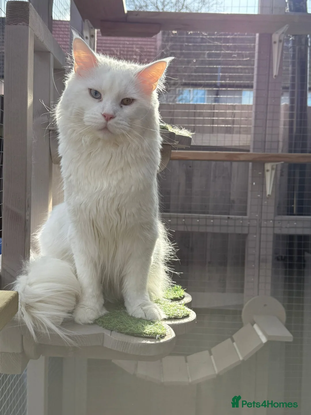 Maine Coon cats for stud: White Odd-Eyed Stud - Maine coon – Otis - Advert 2