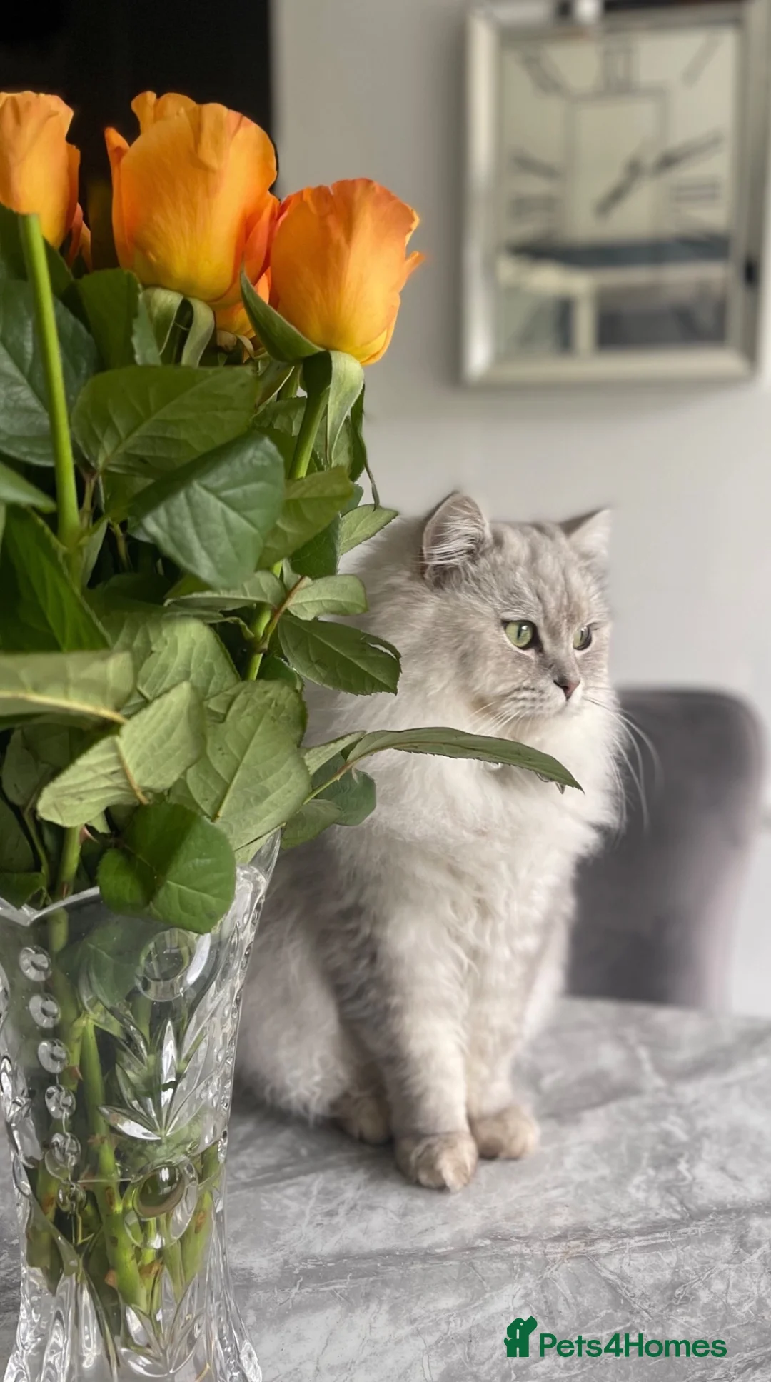 Persian cats for sale: Persian Cat for sale  in Birmingham - Advert 2