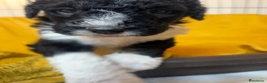 Bernedoodle Puppy 1